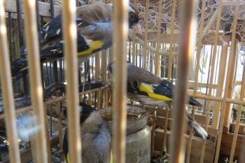 Raid on Sicilian bird market in Palermo.