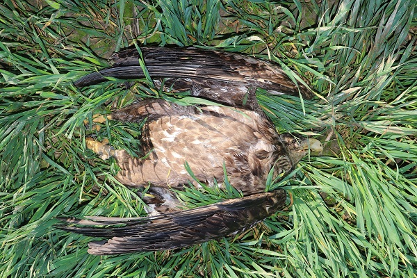 Der tote Seeadler am Fundport in Ilsede (Niedersachsen)