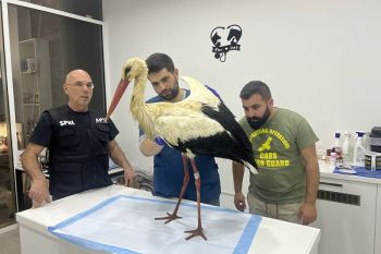 Ringed Storks from Germany and Poland shot down in Lebanon. 
