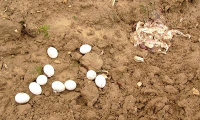 germany poisoned eggs raptor persecution