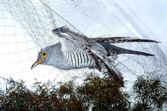 Kuckuck in einem Fangnetz auf Zypern