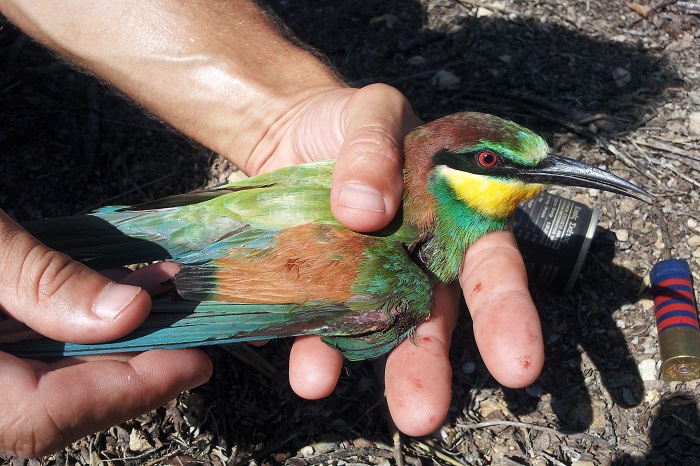 Bee-eater with gunshot wound