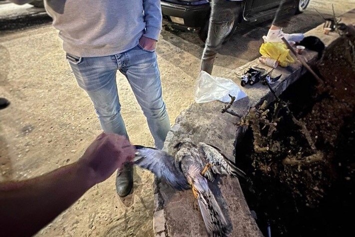 Geschossene Rauchschwalben und Kurzfangsperber an einer Tankstelle im Libanon