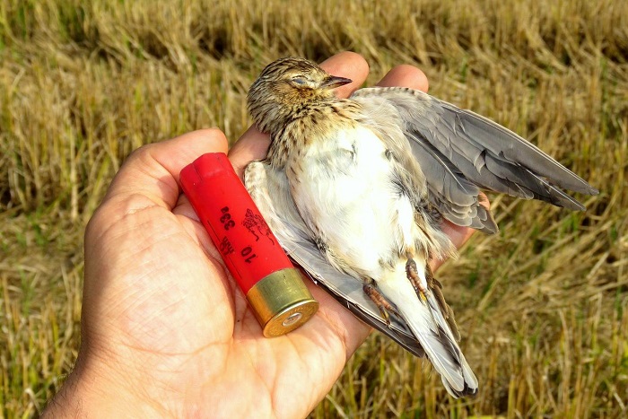 Threatened everywhere in the EU, authorised for shooting in Italy: skylark