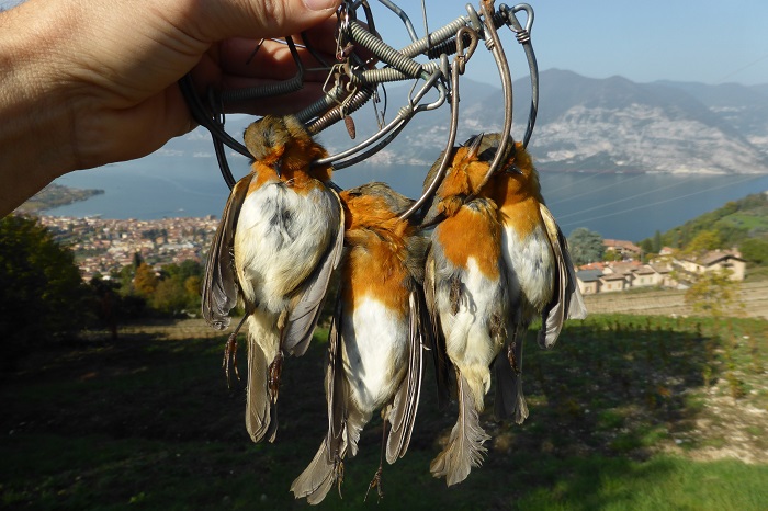 Robins killed in a snap trap on Lake Iseo