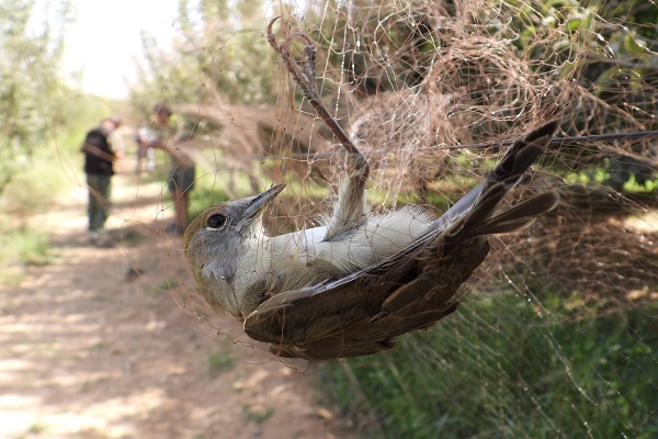 Blackcap in an illegally set trapping net
