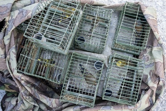 Auf Malta sichergestellte Finken, die von Vogelfängern als lebendige Lockvögel verwendet wurden. 