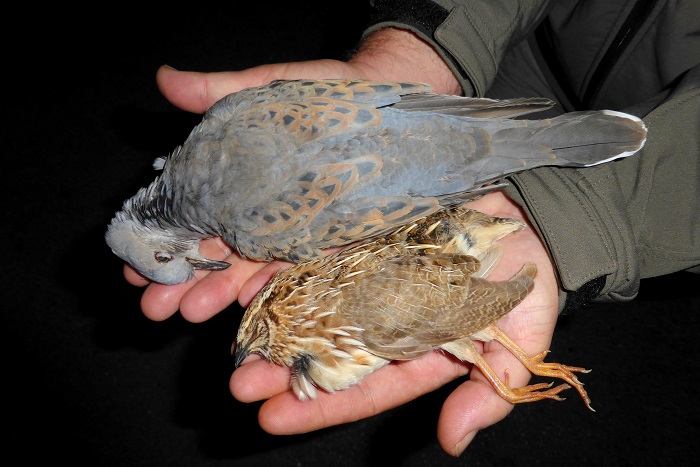 Turtle dove and quail - migratory bird species huntable in Malta