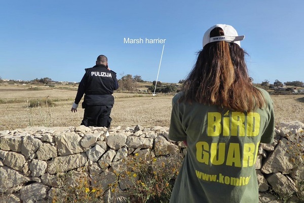 Polizisten bei der Bergung von fünf weiteren geschossenen Rohrweihen auf Malta