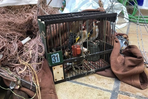 Mithilfe von lebenden Lockvögeln werden in Spanien Singvögel gefangen. 