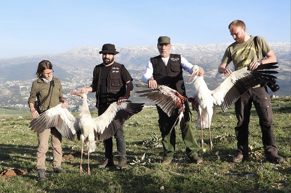 Für viele Weißstörche endet der Heimzug im Libanon. Die oft in großen Schwärmen durchziehenden Vögel werden in großen Zahlen entweder an ihren Schlafplätzen oder an den Engpässen im Gebirge rücksichtslos abgeschossen.