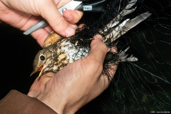 Knapp 50 Vögel wurden von unseren Teams aus Fangnetzen befreit, u.a. diese Singdrossel. 