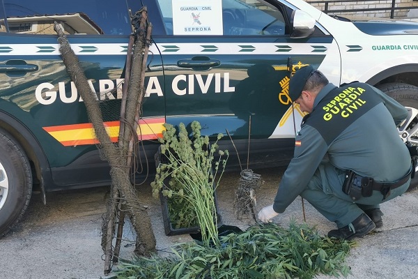Polizist mit sichergestelltem Fangnetz, Schlagfallen und Cannabis-Pflanzen