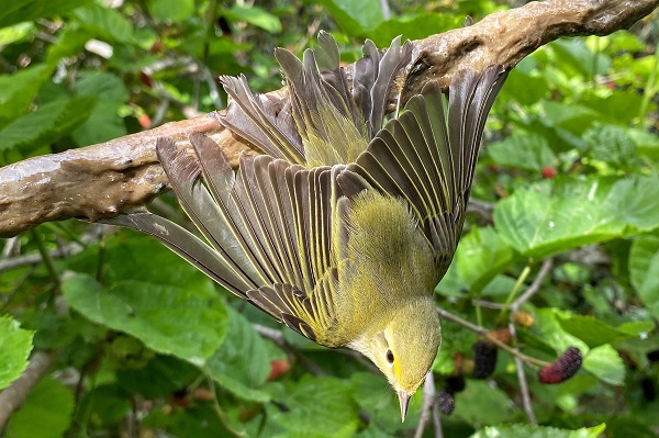 Kleine Zugvogelarten, wie z.B. Waldlaubsänger (Foto) werden jetzt auf Zypern häufig Opfer von illegalem Vogelfang. Die Singvögel werden anschließend gegessen. 