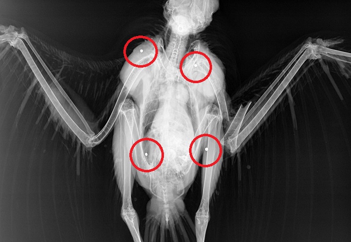 Röntgenaufnahme eines Mäusebussards mit festgestellten Schroten