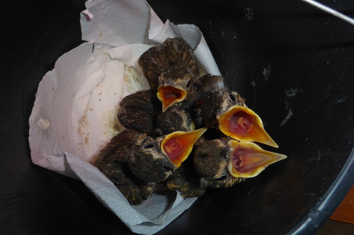 Thrush chicks seized from poachers (South Tyrol)