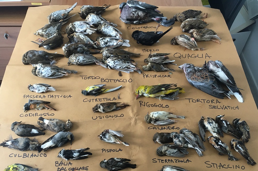 Bei einem Jäger auf Ischia (Italien) im Jahr 2021 sichergestellte illegal geschossene Zugvögel