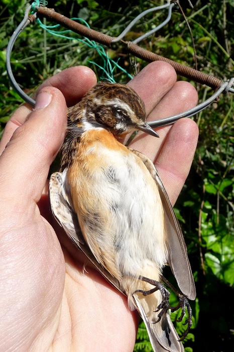 Whitchat killed in a snap trap in southern Italy