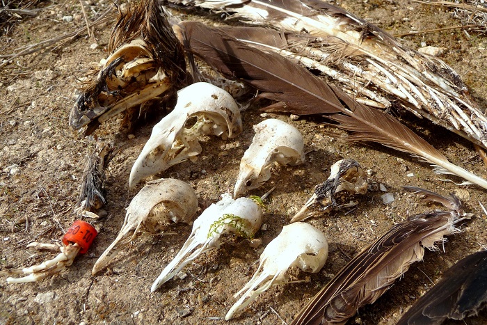 Teschi e resti di penne di specie di uccelli protette rinvenute sotto le pietre a Mitzieb.
