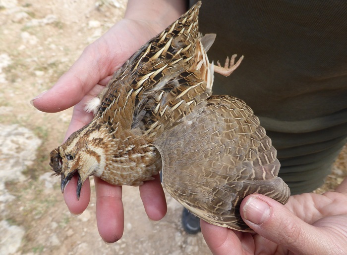Shot quail