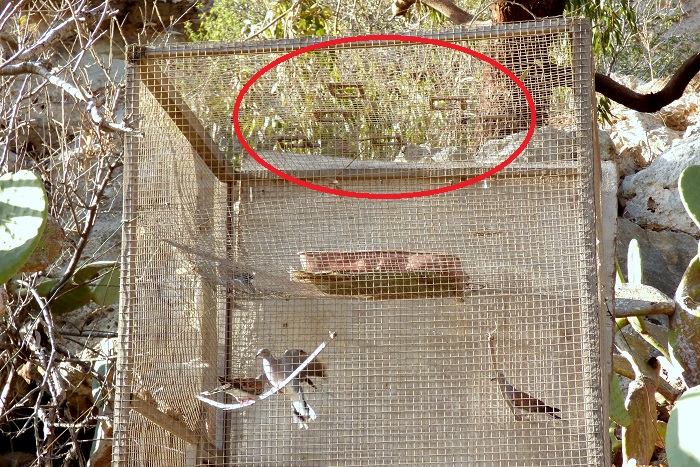 Gabbia trappola per tortore a Malta: sono evidenziate le aperture sul tetto