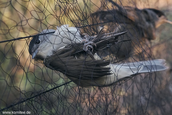Beim Einsatz konnte diese Mönchsgrasmücke zusammen mit 149 weiteren Singvögeln aus Netzen befreit werden.