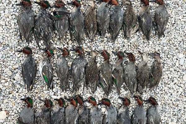 Beim Sondereinsatz des Komitees in Italien konnten illegale Massenabschüssen von Wasservögeln, wie beispielsweise von Krickenten beobachtet werden. 