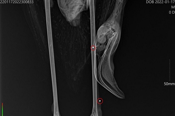 Die Röntgenaufnahme zeigt eindeutig den Bleischrot im Bein des Flamingos. 
