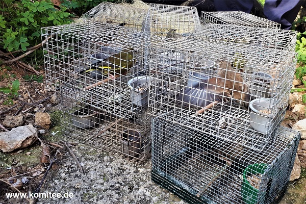 Die 34 beschlagnahmten Lockvögel, darunter Grünfinken, Bluthänflinge und Zeisige, werden in den nächsten Tagen freigelassen. 