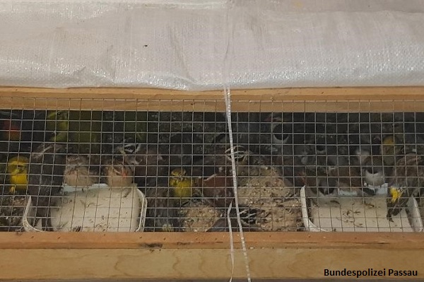 Insgesamt fast 250 Vögel wurden bei der Polizeikontrolle an der Grenze zu Österreich in einer engen Transportbox gefunden. 