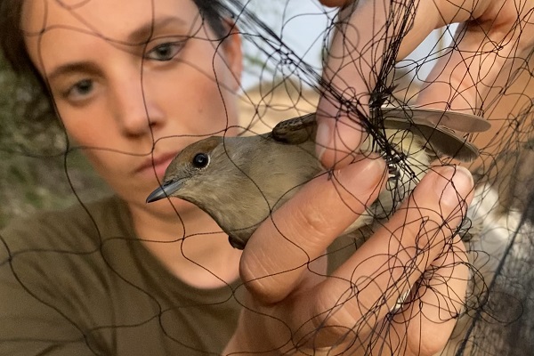 Befreiung einer Mönchsgrasmücke aus einem Fangnetz, Zypern September 2021