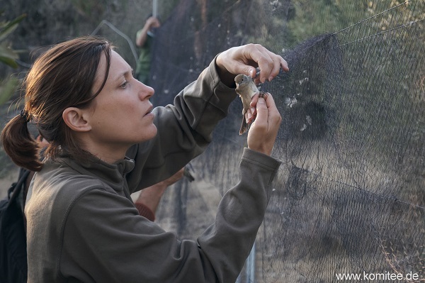 Auf Zypern können mit dem richtigen Timing viele Vögel, wie hier diese weibliche Mönchsgrasmücke, aus Netzen gerettet werden.