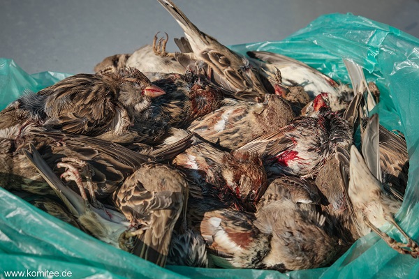 Die Vogeljäger hatten über 20 Weidensperlinge in einer Tüte verstaut und in einem Busch versteckt. 