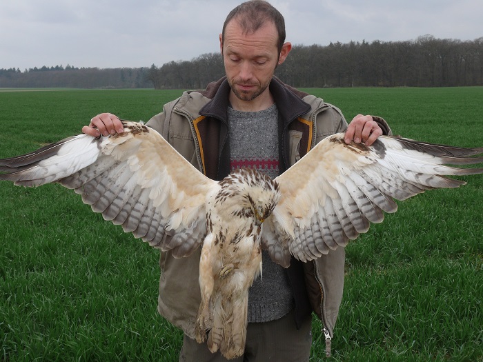 Buzzard illegally poisoned in Germany