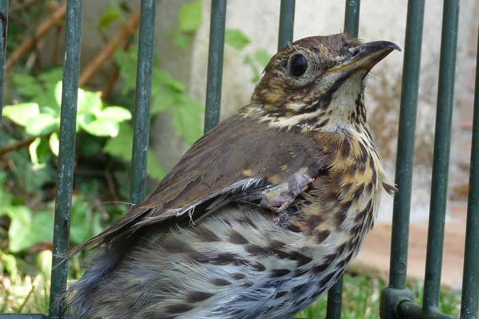 Song thrush as a live decoy in Italy