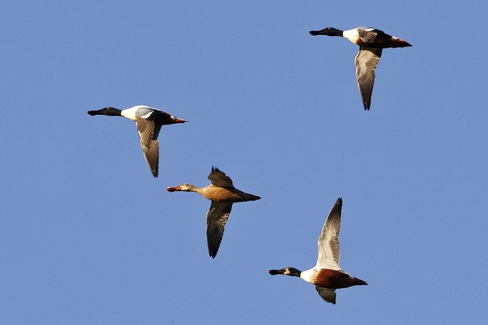 Northern Shovelers
