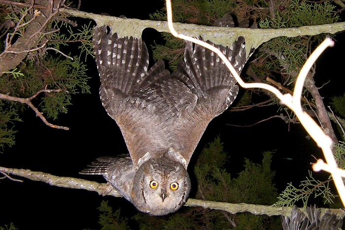 Scops Owl, trapped on a limestick