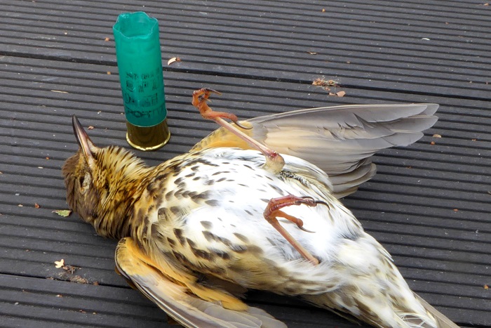 More than 1.4 million song thrushes are shot each year in France