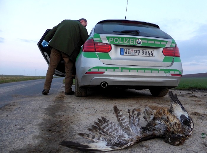 Poisoned buzzard seized by police.