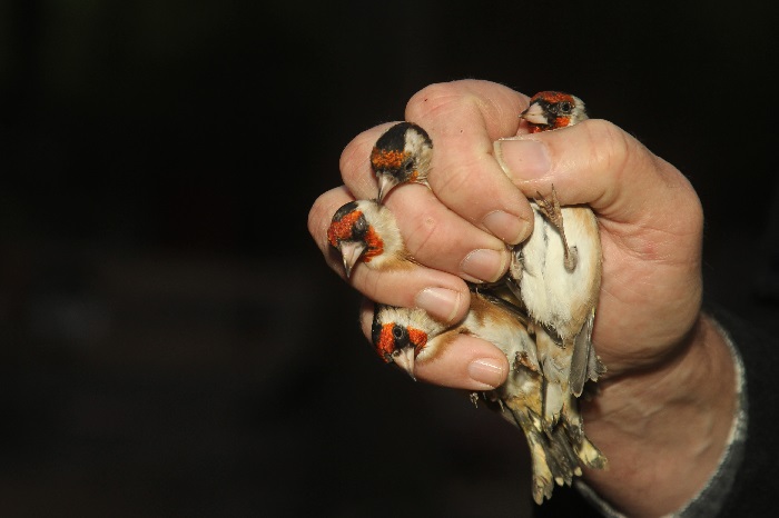 Goldfinch seized from a bird-trapper in Oberhausen (NRW)