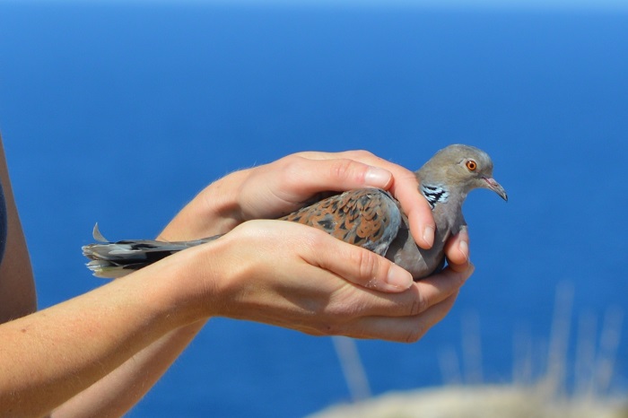 Coveted prey: Turtle dove