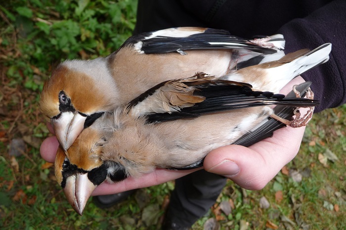 Hawfinch - protected EU-wide, but allowed to be shot in Italy