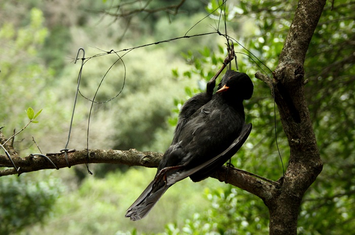 End of the bird migration: Blackbird in a horsehair snare in Sardinia