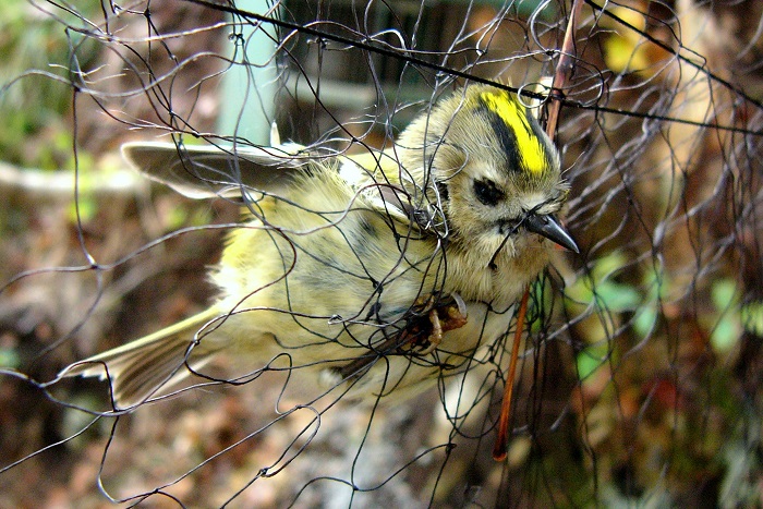 In nets, all birds get caught, not only the hunt able species. Here a goldcrest.