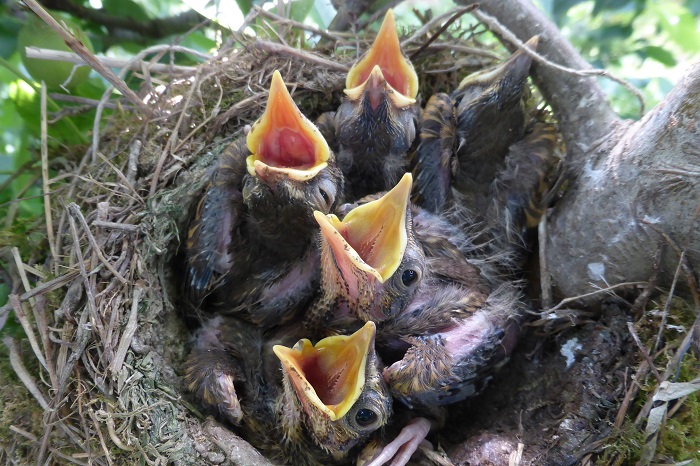 Thrush nest in the South Tyrolean fruit-growing region