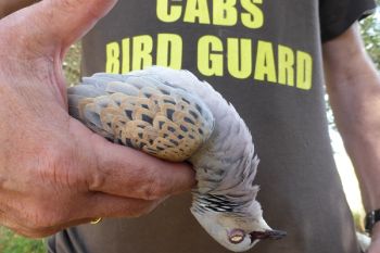 Italy must stop turtle dove hunting!