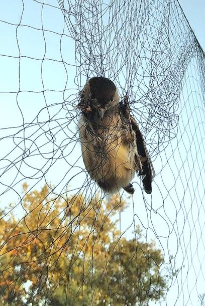 Capinera in una rete