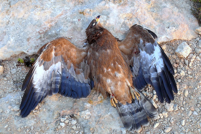 Pecchiaiolo sparato