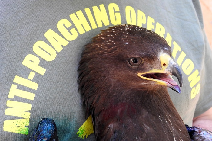 Aquila anatraia minore