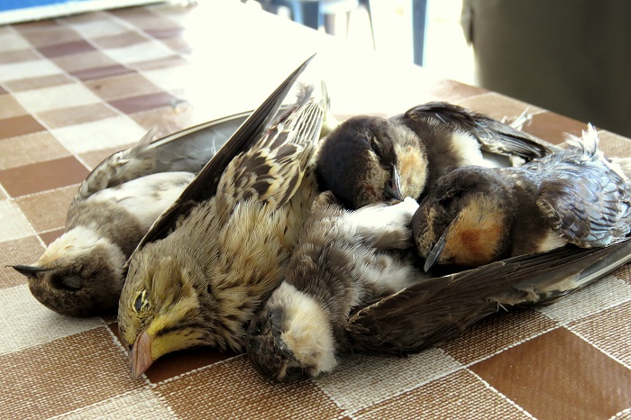 Piccoli uccelli migratori sparati in Libano (ortolano, rondini, topini)